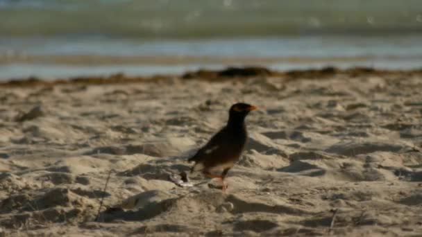 Знімок Commonmyna Йде Пляжу Тропічному Острові — стокове відео