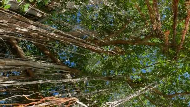 竹の木の下からのショット ペンダントブドウと — ストック動画