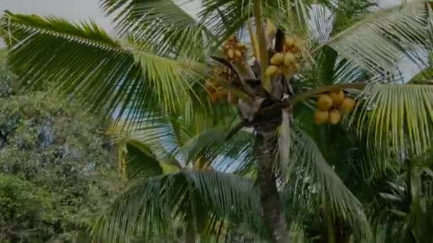 Disparo Moviéndose Alrededor Una Palmera Coco — Vídeo de stock