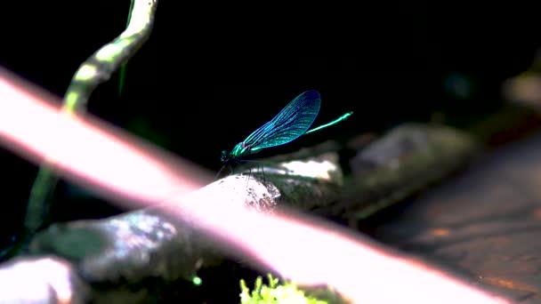 Close Van Een Blauwe Libelle Riet Ebony Jewelwing Calopteryx Maculata — Stockvideo
