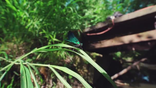 Close Blue Dragonfly Perched Reed Ebony Jewelwing Calopteryx Maculata Flying — Stock Video