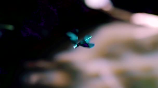靠近一只闪闪发光的蓝色蜻蜓在河上盘旋 牡丹珠宝翼 Calopteryx Maculata 以慢动作飞走 五彩斑斓的果蝇 — 图库视频影像