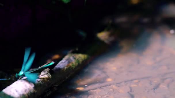 Κοντινό Πλάνο Μιας Μπλε Λιβελούλας Σκαρφαλωμένης Στο Δάσος Του Ποταμού — Αρχείο Βίντεο