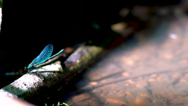 葦の上に裂けた青いトンボの終わり 減速中の黒檀の宝石類 Calopteryx Maculata カラフルなダムセルフライのマクロ — ストック動画