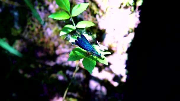靠近一只栖息在芦苇上的蓝色蜻蜓时 伊博尼珠宝翼 Calopteryx Maculata 缓慢地飞走了 五彩斑斓的果蝇 — 图库视频影像