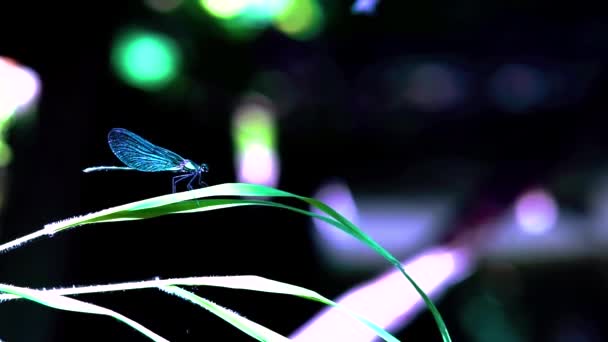 Zbliżenie Niebieskiej Ważki Siedzącej Trzcinie Heban Jewelwing Calopteryx Maculata Rozpościerające — Wideo stockowe
