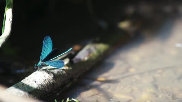 Primo Piano Una Brillante Libellula Blu Arroccata Ramo Galleggiante Nel — Video Stock