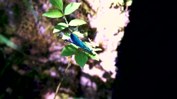 Κοντινό Πλάνο Μιας Μπλε Λιβελούλας Σκαρφαλωμένης Φύλλα Της Ebony Jewelwing — Αρχείο Βίντεο