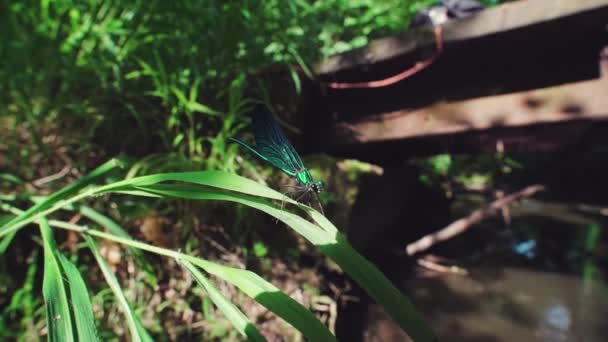 靠近一只栖息在芦苇上的蓝色蜻蜓时 伊博尼珠宝翼 Calopteryx Maculata 缓慢地飞走了 五彩斑斓的果蝇 — 图库视频影像