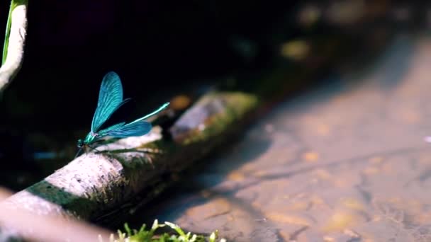 Primo Piano Una Libellula Blu Appollaiata Ancia Ebony Jewelwing Calopteryx — Video Stock