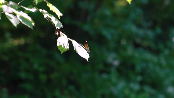 Primo Piano Una Libellula Oro Appollaiata Ancia Ebony Jewelwing Calopteryx — Video Stock