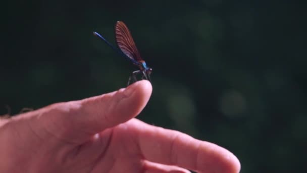 靠近一只停在手上的蓝色蜻蜓时 伊博尼珠宝翼 Calopteryx Maculata 展开翅膀慢动作 五彩斑斓的果蝇 — 图库视频影像