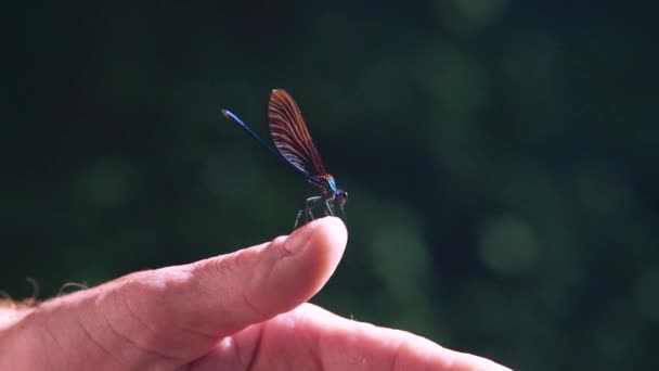 靠近一只栖息在芦苇上的蓝色蜻蜓时 伊博尼珠宝翼 Calopteryx Maculata 缓慢地飞走了 五彩斑斓的果蝇 — 图库视频影像