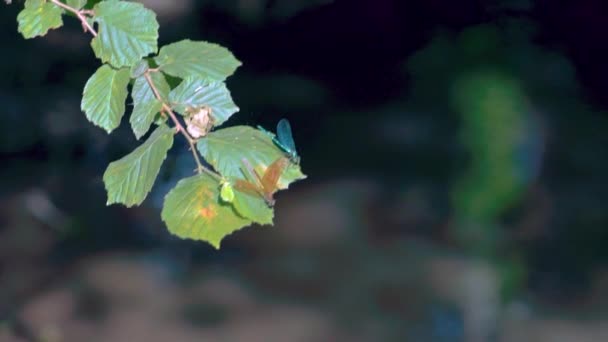 Згортаючи Золотих Синіх Бабок Сидять Тростині Ебоні Жевелінґ Calopteryx Maculata — стокове відео