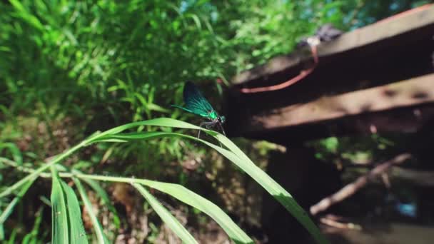 Nahaufnahme Einer Blauen Libelle Die Auf Schilf Hockt Ebenholzschmuck Calopteryx — Stockvideo