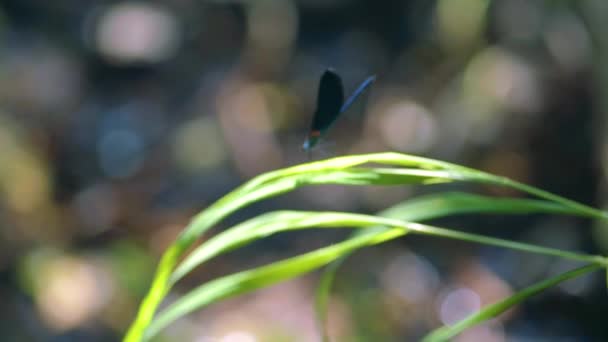 靠近一只栖息在芦苇上的蓝色蜻蜓 长满了慢动作的翅膀 五彩斑斓的果蝇 — 图库视频影像