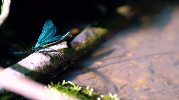 Primer Plano Una Libélula Azul Posada Sobre Caña Ebony Jewelwing — Vídeos de Stock