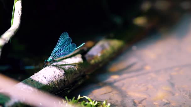 葦に覆われた青いトンボの近くで ゆっくりと飛んでいくエボニージュエリー カロプテリクス マクラタ カラフルなダムセルフライのマクロ — ストック動画