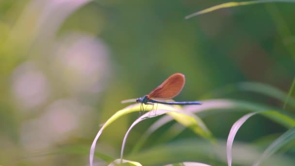 Detailní Záběr Modré Vážky Sedící Rákosí Ebony Jewelwing Calopteryx Maculata — Stock video