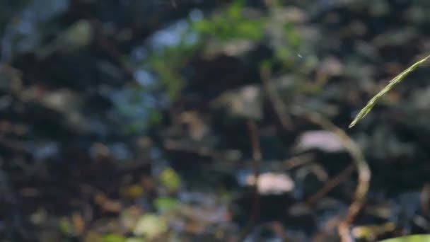 Згортаючи Синю Бабку Сидить Очереті Ебоні Жевелвінґ Calopteryx Maculata Летить — стокове відео
