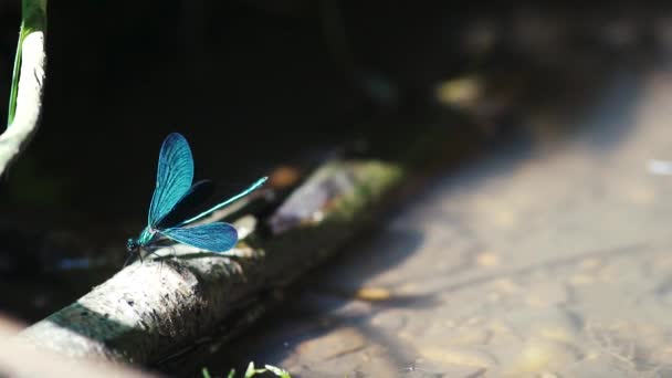 Primo Piano Una Libellula Blu Appollaiata Ancia Ebony Jewelwing Calopteryx — Video Stock