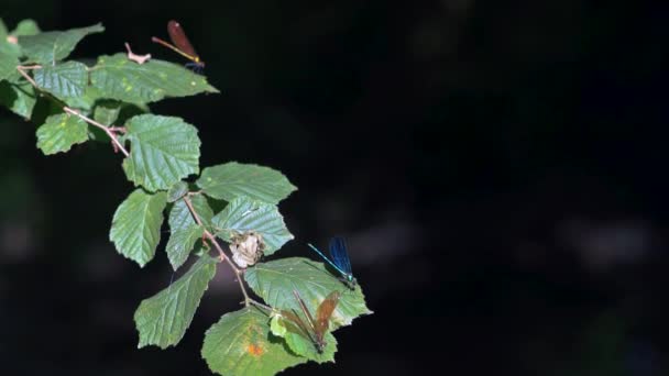 Detailní Záběr Modré Vážky Sedící Rákosí Ebony Jewelwing Calopteryx Maculata — Stock video