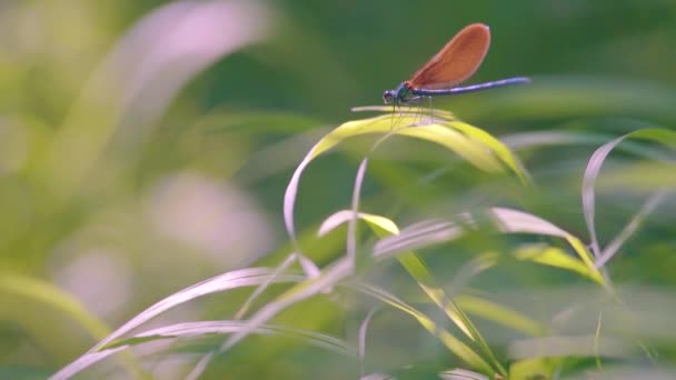 Primer Plano Una Libélula Azul Posada Sobre Caña Ebony Jewelwing — Vídeo de stock