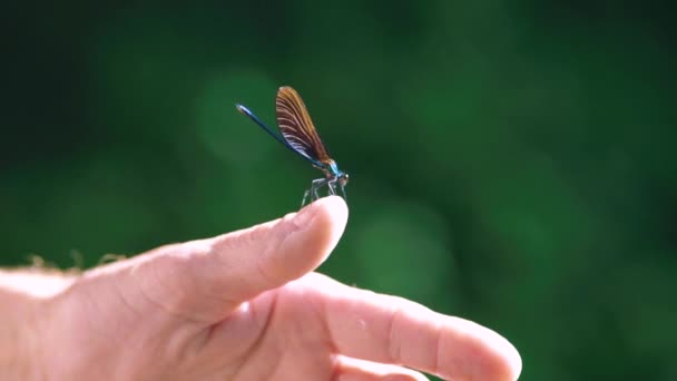 Κοντινό Πλάνο Μιας Μπλε Λιβελούλας Κάποιο Χέρι Ebony Κοσμήματα Calopteryx — Αρχείο Βίντεο