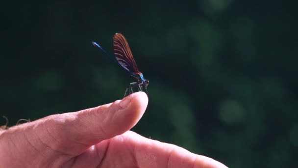 Позбавлений Блакитної Бабки Кимсь Ebony Jewelwing Calopteryx Maculata Летить Повільному — стокове відео