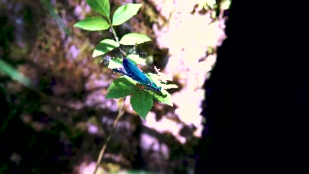 Primer Plano Una Libélula Azul Brillante Rama Ebony Jewelwing Calopteryx — Vídeo de stock