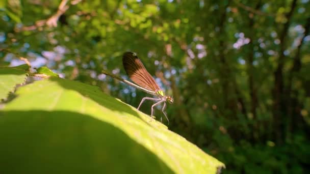 Gros Plan Une Libellule Bleue Sur Une Branche Calopteryx Maculata — Video
