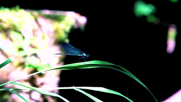 Primer Plano Una Libélula Azul Posada Hoja Ebony Jewelwing Calopteryx — Vídeo de stock