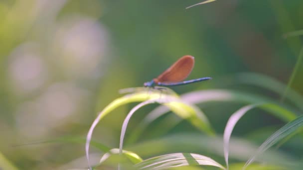 Згортаючи Синю Бабку Сидить Очереті Ебоні Жевелвінґ Calopteryx Maculata Летить — стокове відео