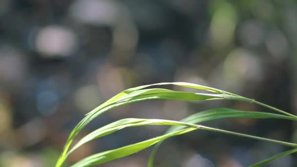 Sazlığa Konmuş Mavi Bir Yusufçuk Olan Abanoz Mücevherat Calopteryx Maculata — Stok video