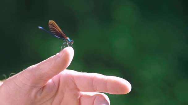 Detailní Záběr Modré Vážky Sedící Ruce Ebony Jewelwing Calopteryx Maculata — Stock video