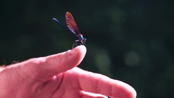 Aproape Libelulă Albastră Cocoțată Mână Ebony Jewelwing Calopteryx Maculata Răspândind — Videoclip de stoc
