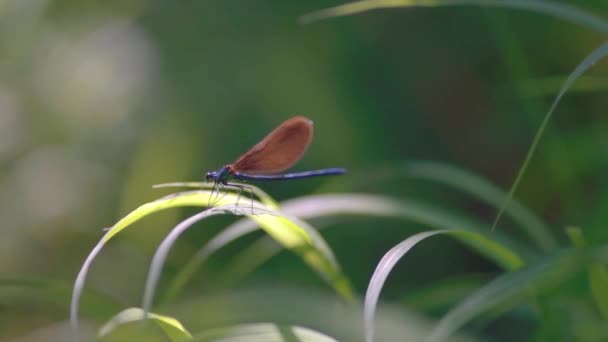 Gros Plan Une Libellule Bleue Sur Une Branche Calopteryx Maculata — Video