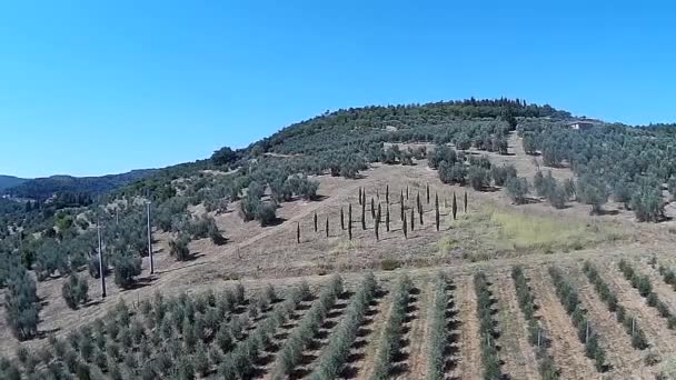 シシーポンタセイブ トスカーナ キアンティ エリア イタリア 7月頃2019 地中海の空中ショットヒノキに囲まれたブドウ畑の農場エリア イタリア — ストック動画