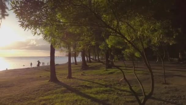 Постріл Навколо Молодого Дерева Біля Пляжу Заході Сонця — стокове відео
