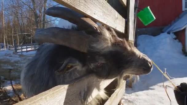 Cute Goat Farmhouse Gets Fed Idyllic Winter Landscape — Stock Video