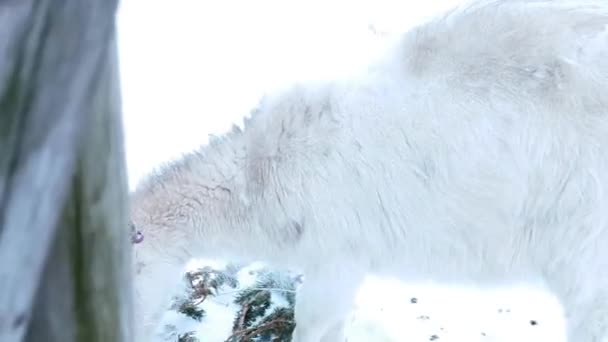 Primer Plano Linda Cabra Blanca Paisaje Invierno — Vídeo de stock