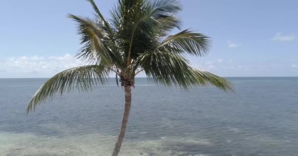 Nada Como Una Tranquila Brisa Del Océano Una Hermosa Palmera — Vídeos de Stock