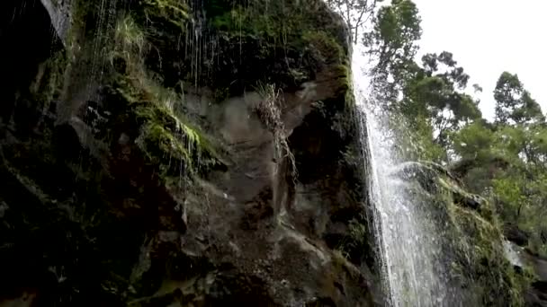 Close Tropical Waterfall Flowing Rocks Native Lush New Zealand Forrest — Stock Video