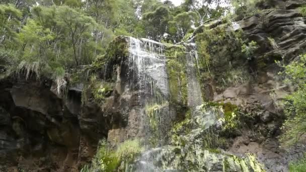 Närbild Vattenfall Inhemska Skogen Mokoroa Falls Auckland Nya Zeeland — Stockvideo