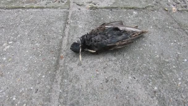 Dead Starling Zoom Για Κλείσιμο — Αρχείο Βίντεο