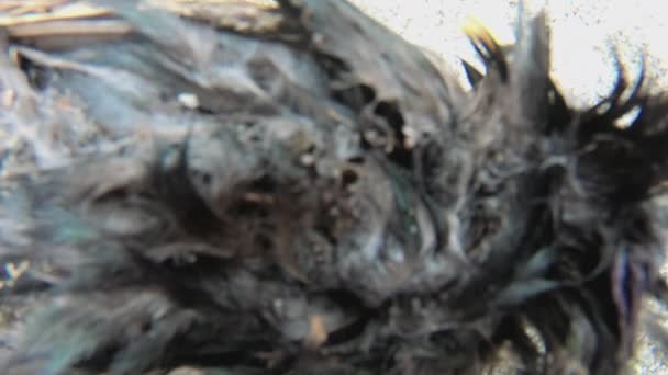 Dead Starling Zoom Αποκαλύπτει Ολόκληρο Πουλί Στον Θεατή — Αρχείο Βίντεο