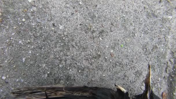 Νεκρή Διαφάνεια Ψαρέματος Αποκαλύπτει Γάτα Σας Σας Φέρνει Νεκρά Πουλιά — Αρχείο Βίντεο