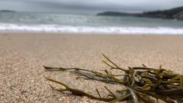Φύκια Στην Παραλία Της Άμμου Στην Acadia Εθνικό Πάρκο Κοντά — Αρχείο Βίντεο