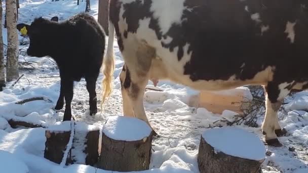 可爱的黑色小牛犊转身离去 奶牛妈妈放出了可见的气体 农场动物在寒冷的冬季景观 — 图库视频影像