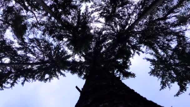 Корона Дерева Слегка Движется Ветру Солнечный День Высокий Контраст — стоковое видео